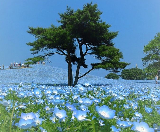 Парк Хитачи Сисайд (Hitachi Seaside Park в Японии) 