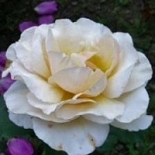 Адриана - чайно гибридная роза
