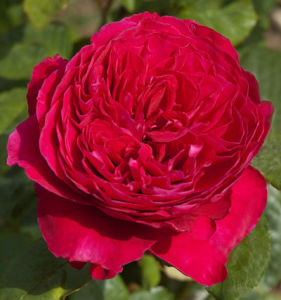Ален Сушон - чайно гибридные розы