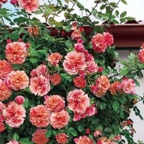 Алоха - плетистые розы