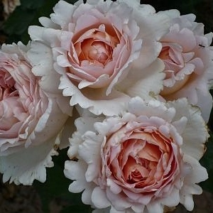 Андре ле норте - чайно гибридные розы