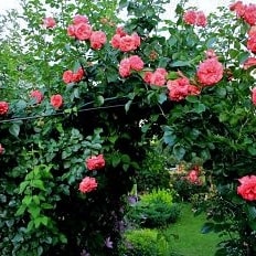 Антике - 89 - плетистые розы
