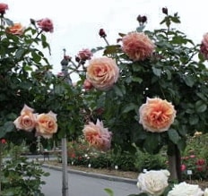 Барок - плетистые розы