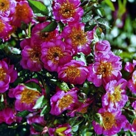 Беби блумер - миниатюрные розы