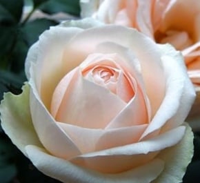 Белами кордана - патио розы