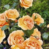 Бернштейн роуз - флорибунда