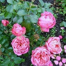 Бернстоф (Bernstorff)- патио розы