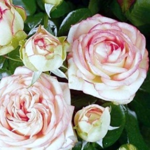 Бидермейер - патио розы
