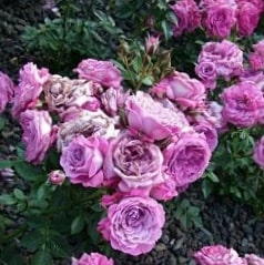 Блусетте - миниатюрные розы