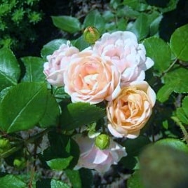 Бордюр накри - патио розы