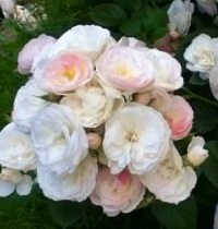 Bouquet Parfait - мускусные розы
