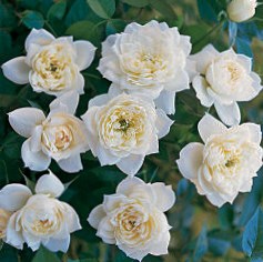 Брайдал Мейландина - миниатюрные розы