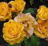 Дорола - миниатюрная роза