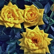 Голдджувел - миниатюрные розы