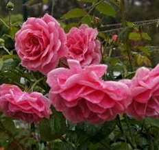 Камелот - плетистая роза