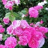 Ламберт - патио розы