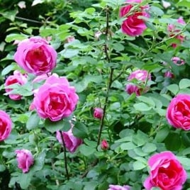 Лидиа Фрейман - парковые розы