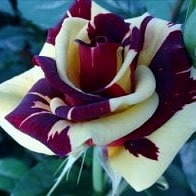 абракадабра - чайно гибридные розы