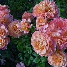 августа луиза - чайно гибридная роза