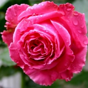августа ренуа - чайно гибридные розы