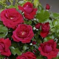 гренада (Grenada) - патио розы
