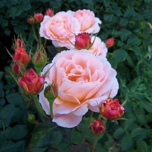Английская роза Тамора фото