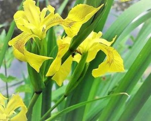 Ирис Болотный или Желтый (Iris pseudacorus)