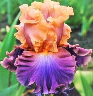 Ирис (Iris) — желтый, японский, сибирский, карликовый, бородатый
