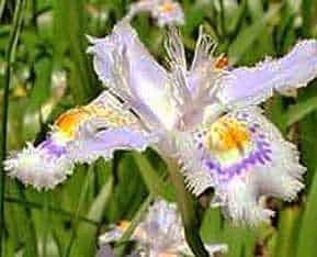 Ирис Японский (Iris japonica)