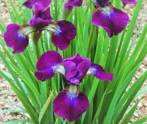 Ирис Японский (Iris japonica) сорт Руффлед Вельвет (Ruffled Velvet)