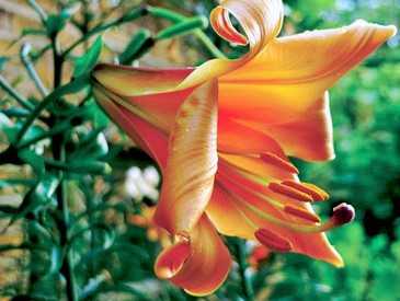 Лилия (Lilium) — виды и сорта, посадка и уход