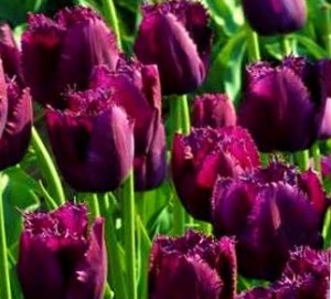 Бахромчатые тюльпаны, сорт Керли Сью