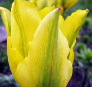 Зеленоцветные тюльпаны, сорт Формоза