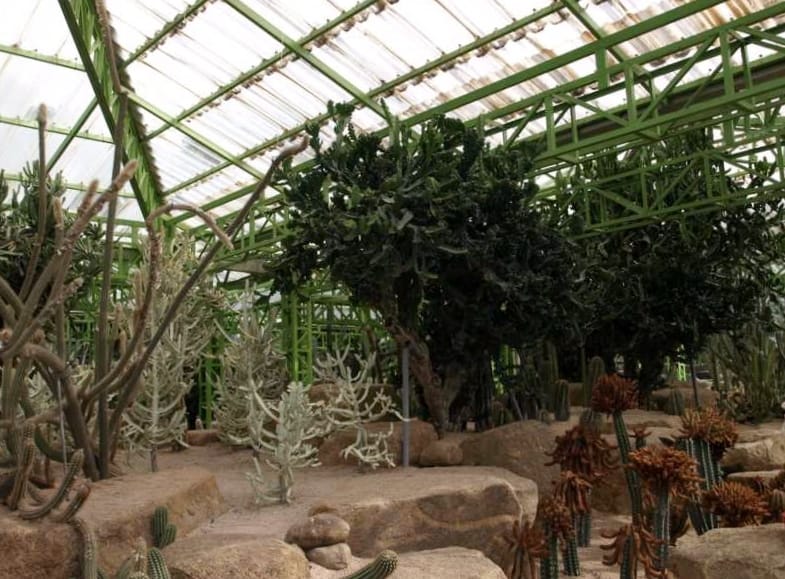 оранжерея кактусов в парке Нонг-Нуч