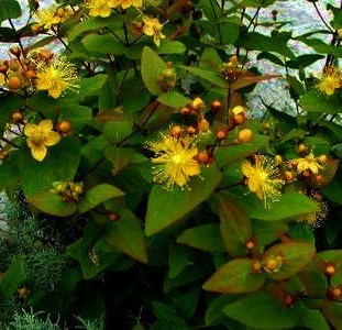 Фото растения и цветка