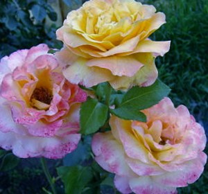 Адольф Хорстманн - чайно гибридная роза
