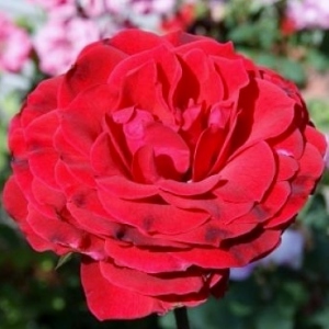 Аида - чайно гибридная роза