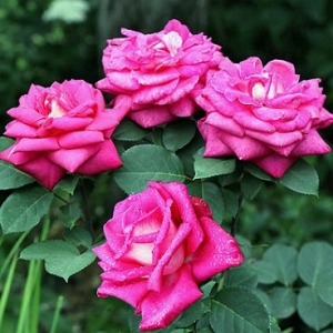 Акапелла - чайно гибридная роза