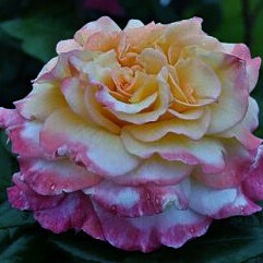 Акварель - чайно гибридная роза