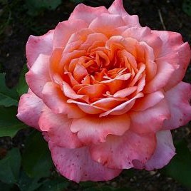Альбрехт Дюрер - чайно гибридные розы