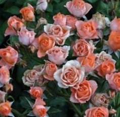 Алегрия - спрей розы