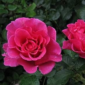Александра ренессанс - чайно гибридные розы