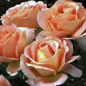 Алпине сансет - чайно гибридные розы