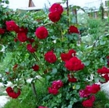 Амадеус - плетистые розы