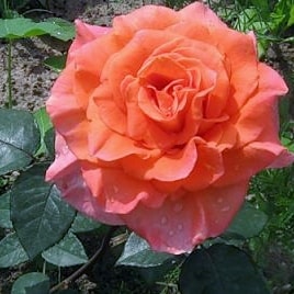 Амбассадор - чайно гибридные розы
