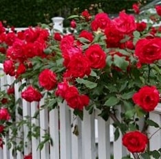 Байкал - плетистые розы