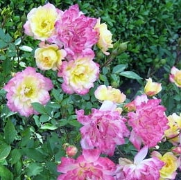 Беби маскарад - миниатюрные розы