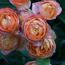 Беби романтика - миниатюрные розы