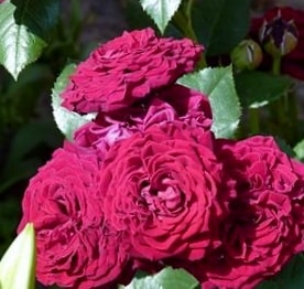 Блек Джек - спрей розы