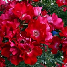 Дортмунд - плетистая роза